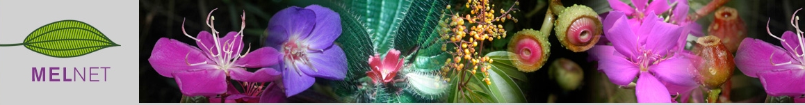 www.melastomataceae.net